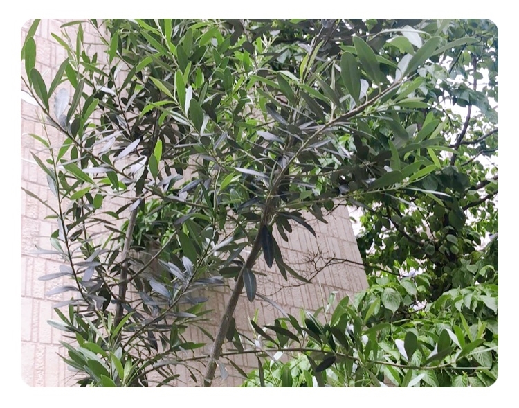 ヨックモックミュージアムの周囲を彩る花や木のご紹介 ヨックモックミュージアム